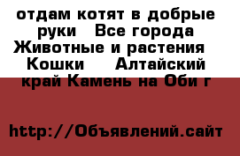 отдам котят в добрые руки - Все города Животные и растения » Кошки   . Алтайский край,Камень-на-Оби г.